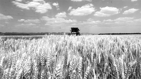 我省农作物耕种收综合机械化率达91%。图为临沂市平邑县农民驾驶收割机收割小麦。新华社发